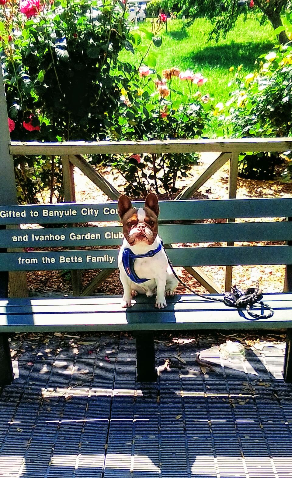About Koala Support Services